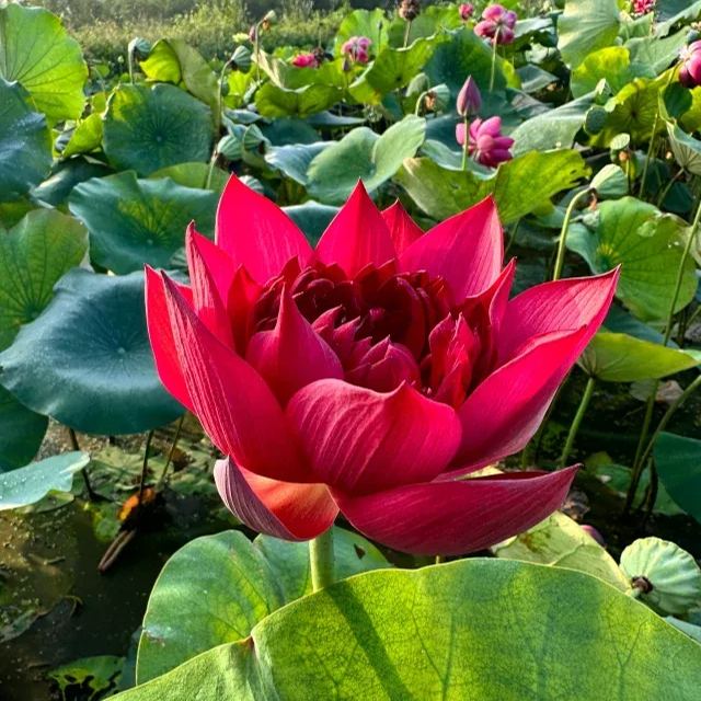 Water Lily Seeds