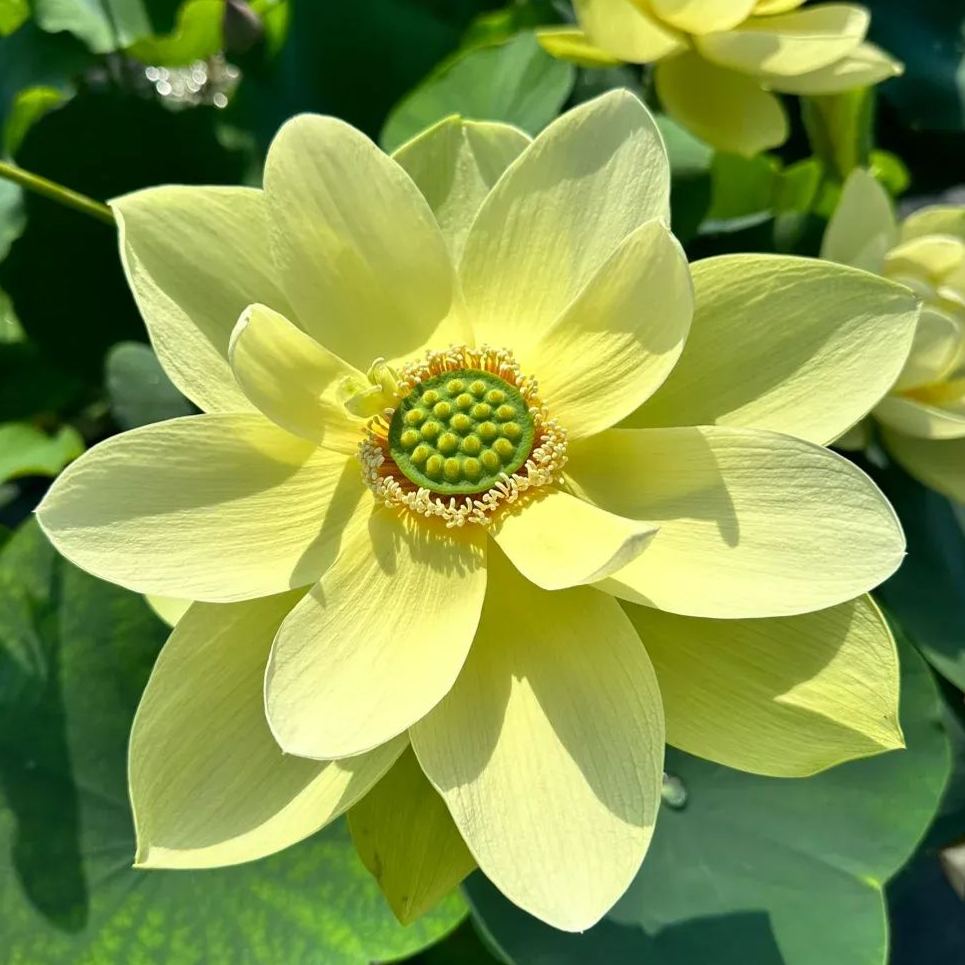 Water Lily Seeds