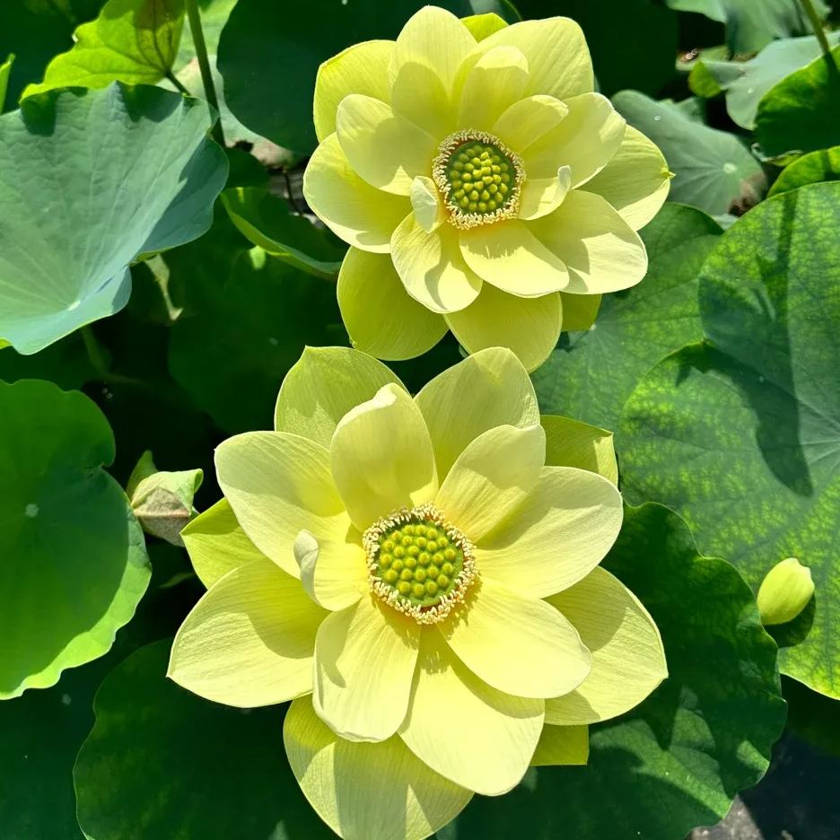 Water Lily Seeds