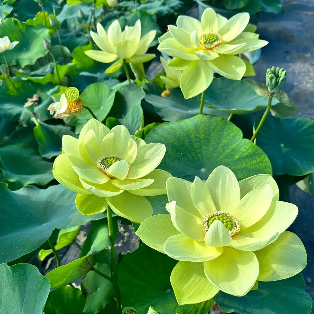 Water Lily Seeds
