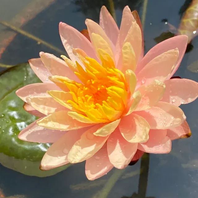 Water Lily Seeds