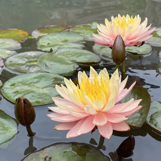 Water Lily Seeds