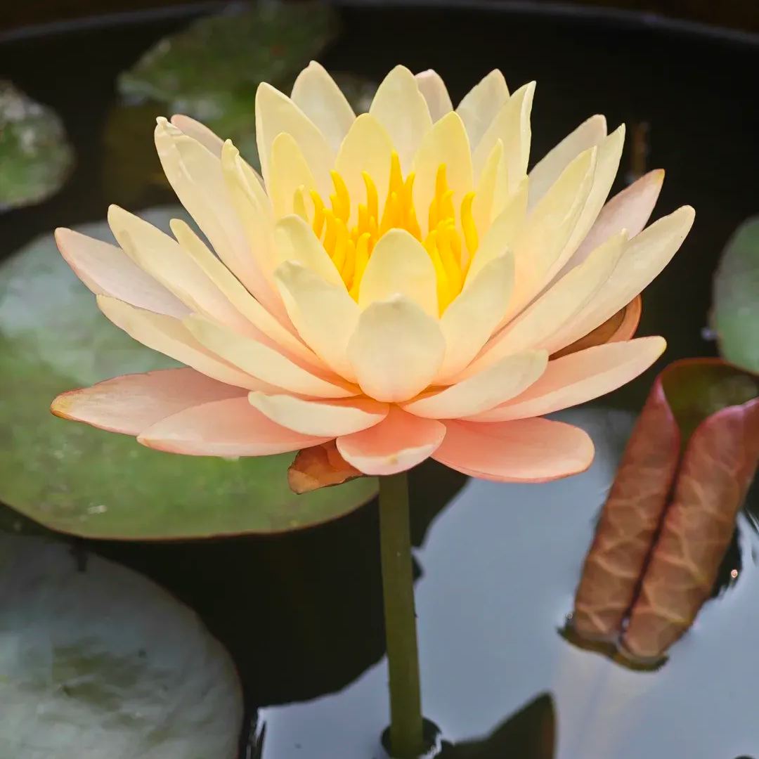 Water Lily Seeds