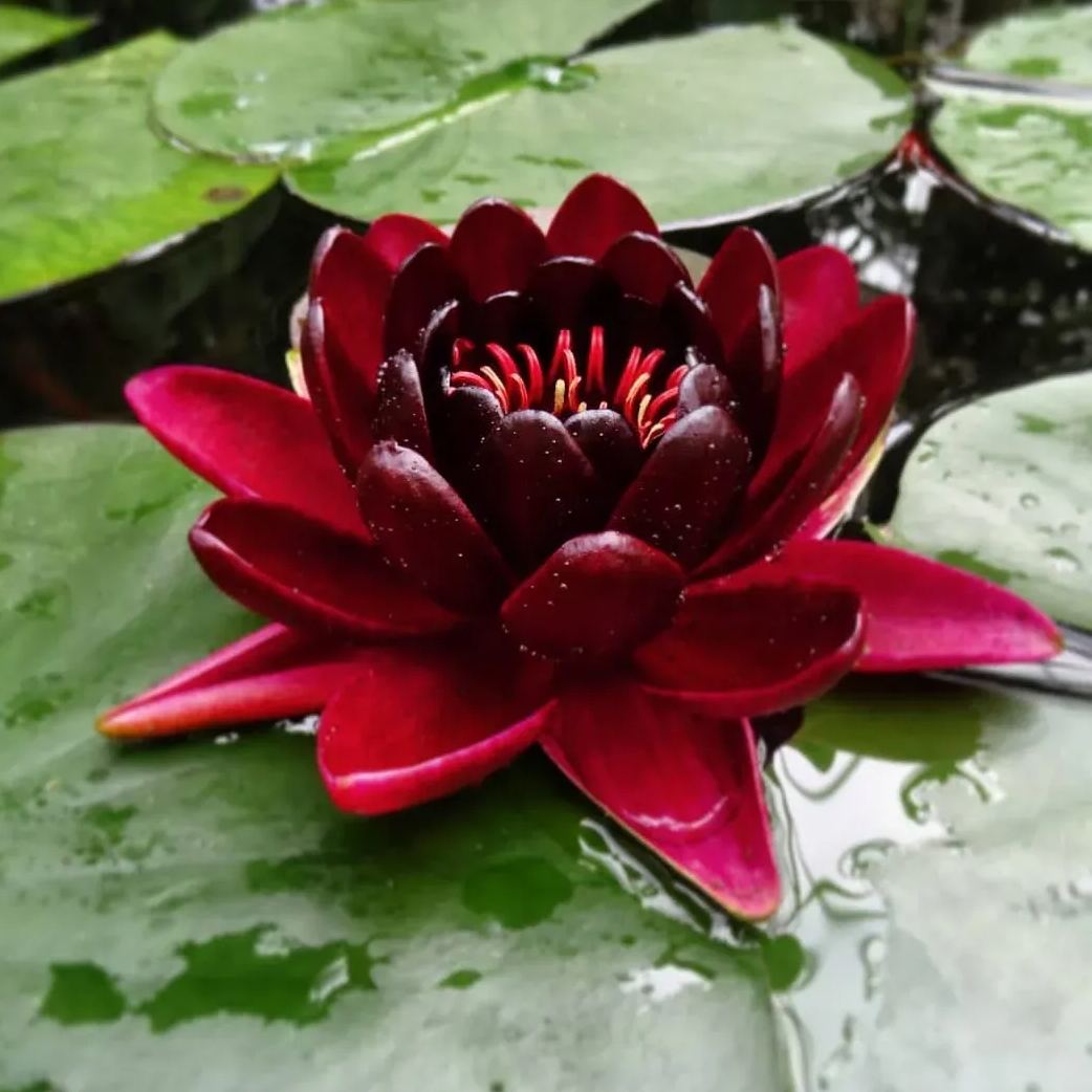 Water Lily Seeds