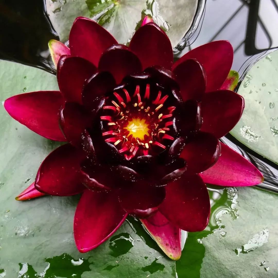 Water Lily Seeds