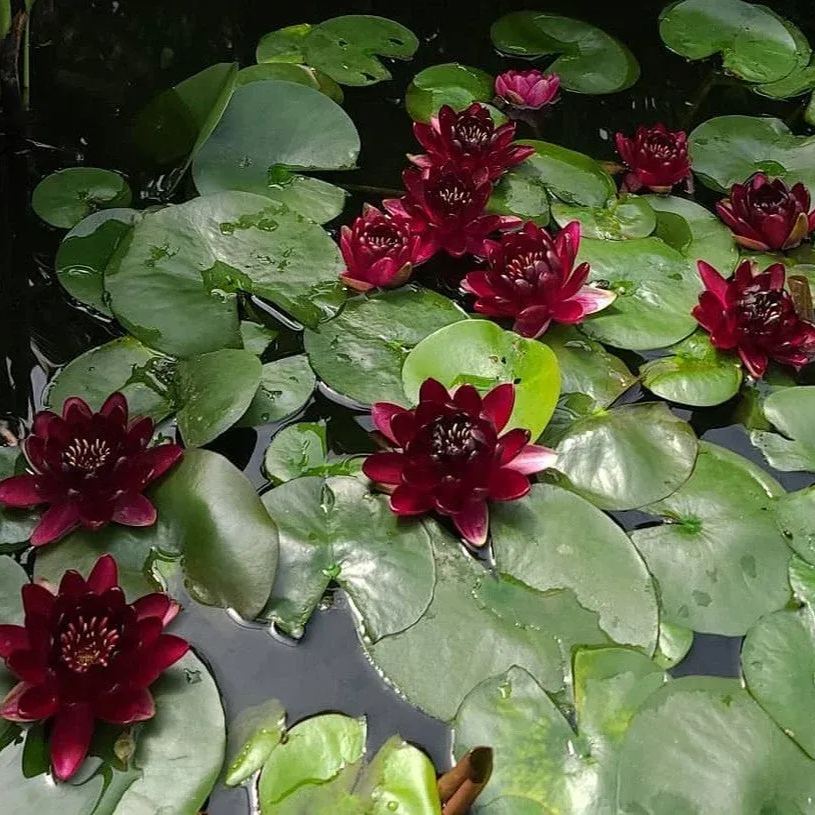 Water Lily Seeds