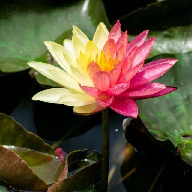 Water Lily Seeds