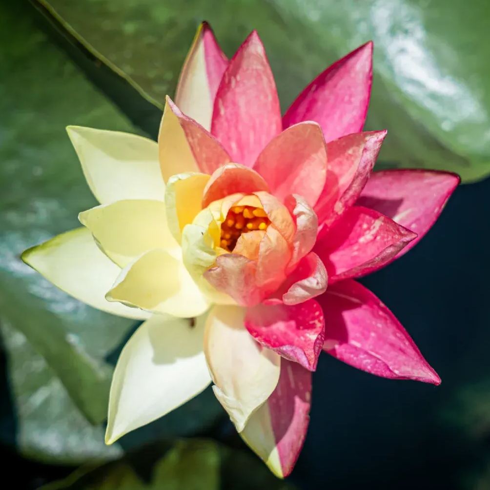 Water Lily Seeds