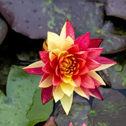 Water Lily Seeds