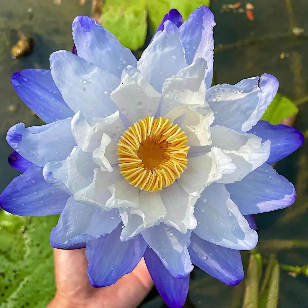 Water Lily Seeds