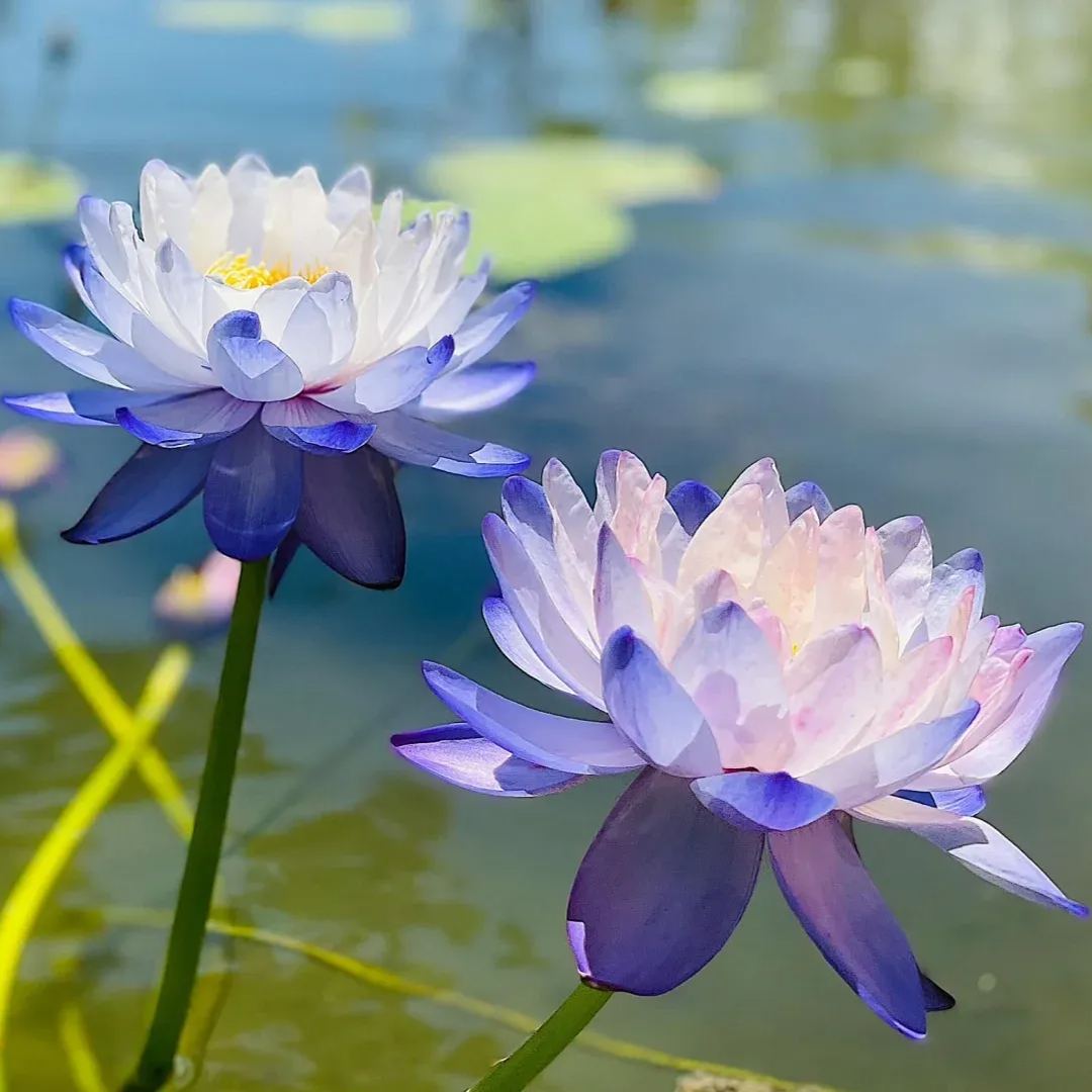 Water Lily Seeds