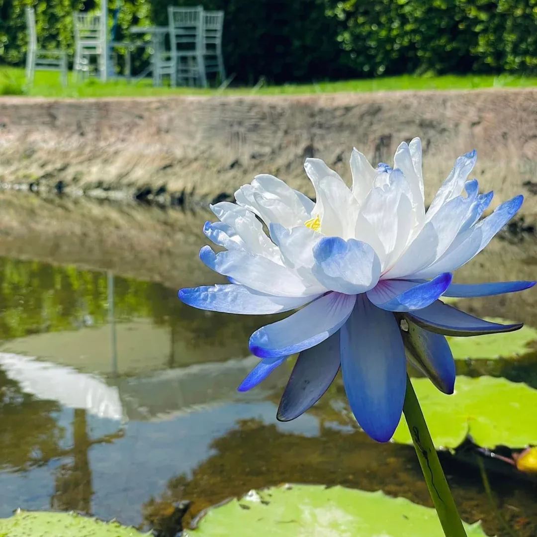 Water Lily Seeds