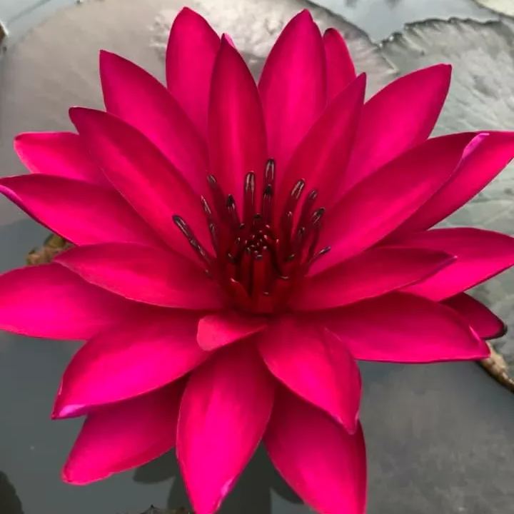 Water Lily Seeds