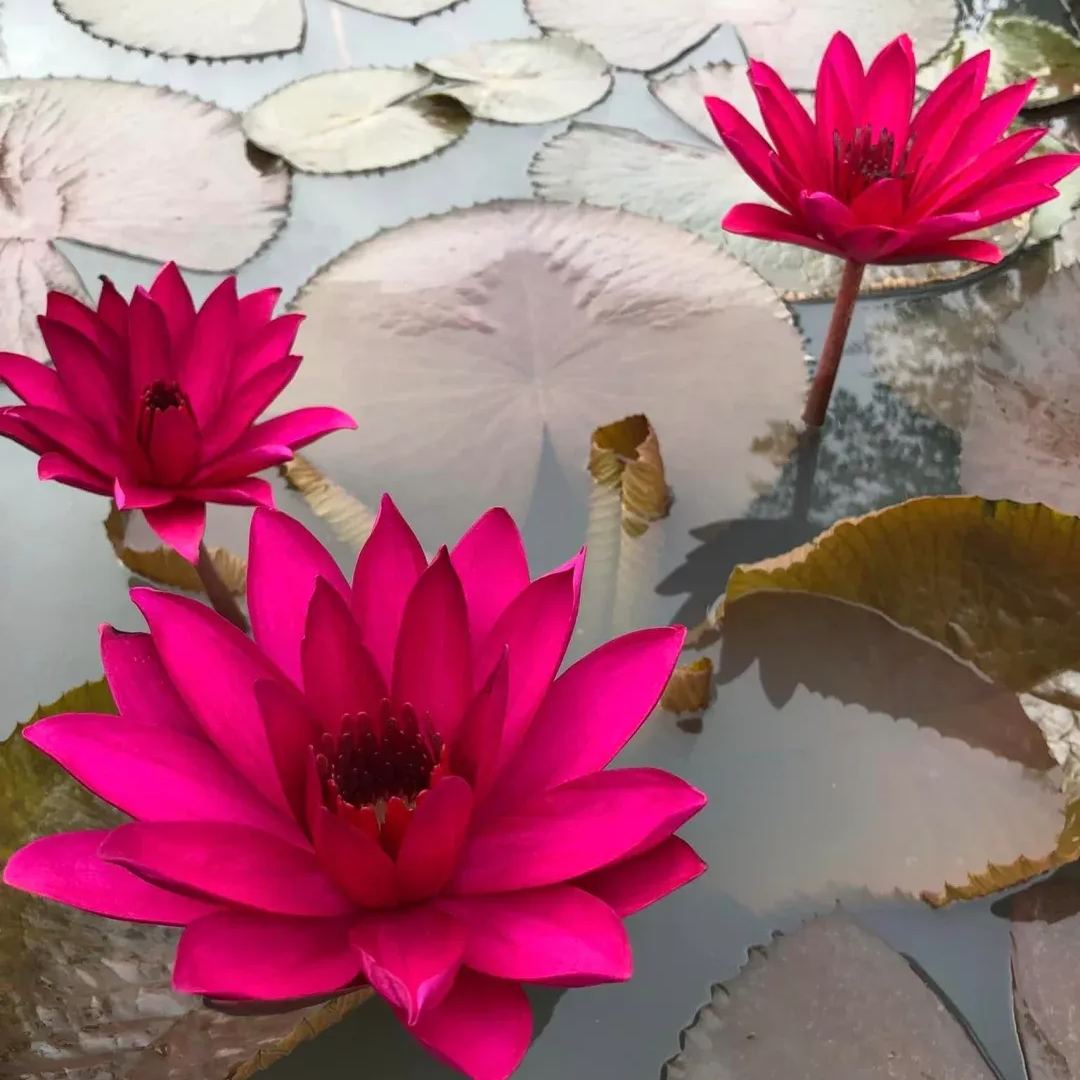Water Lily Seeds