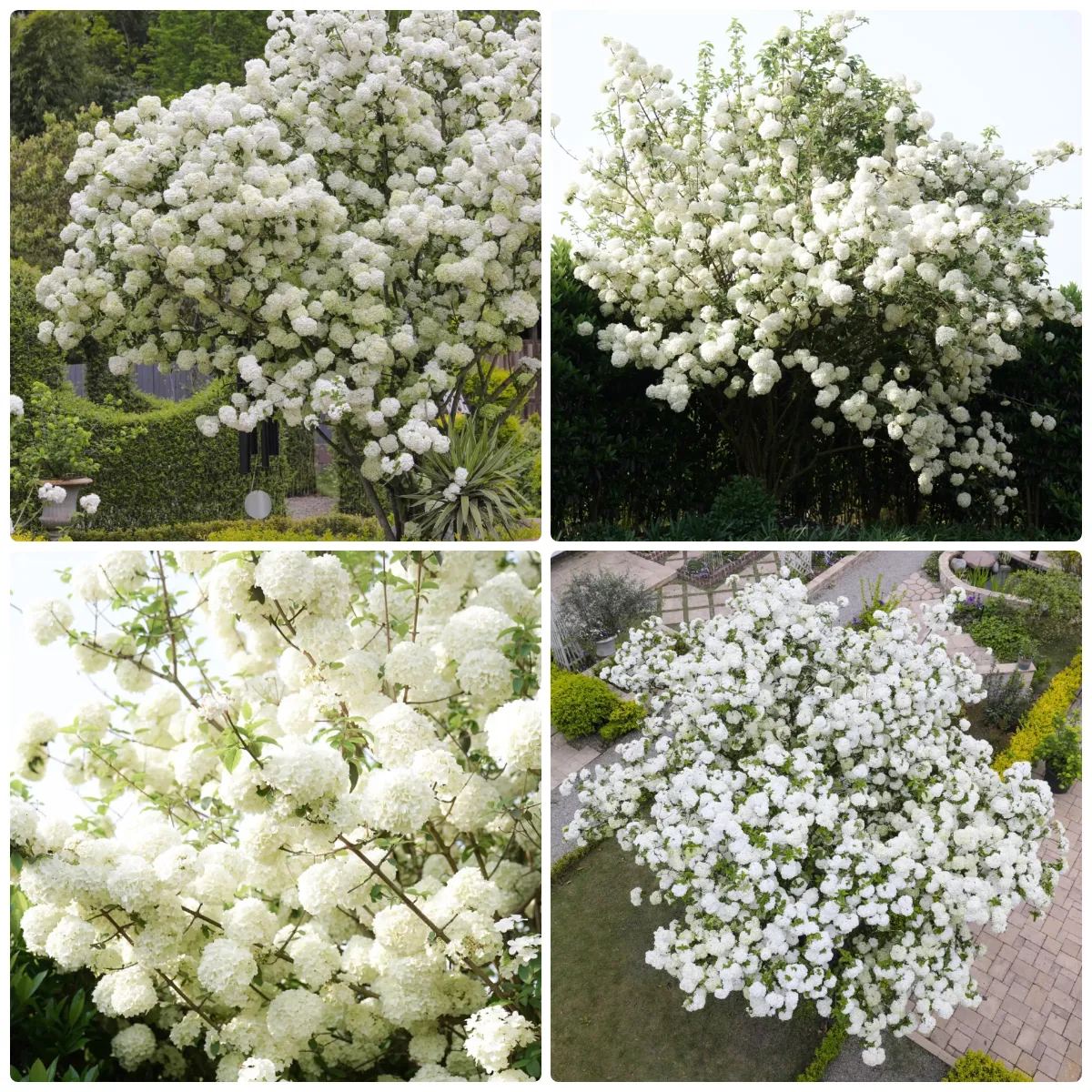 Viburnum macrocephalum