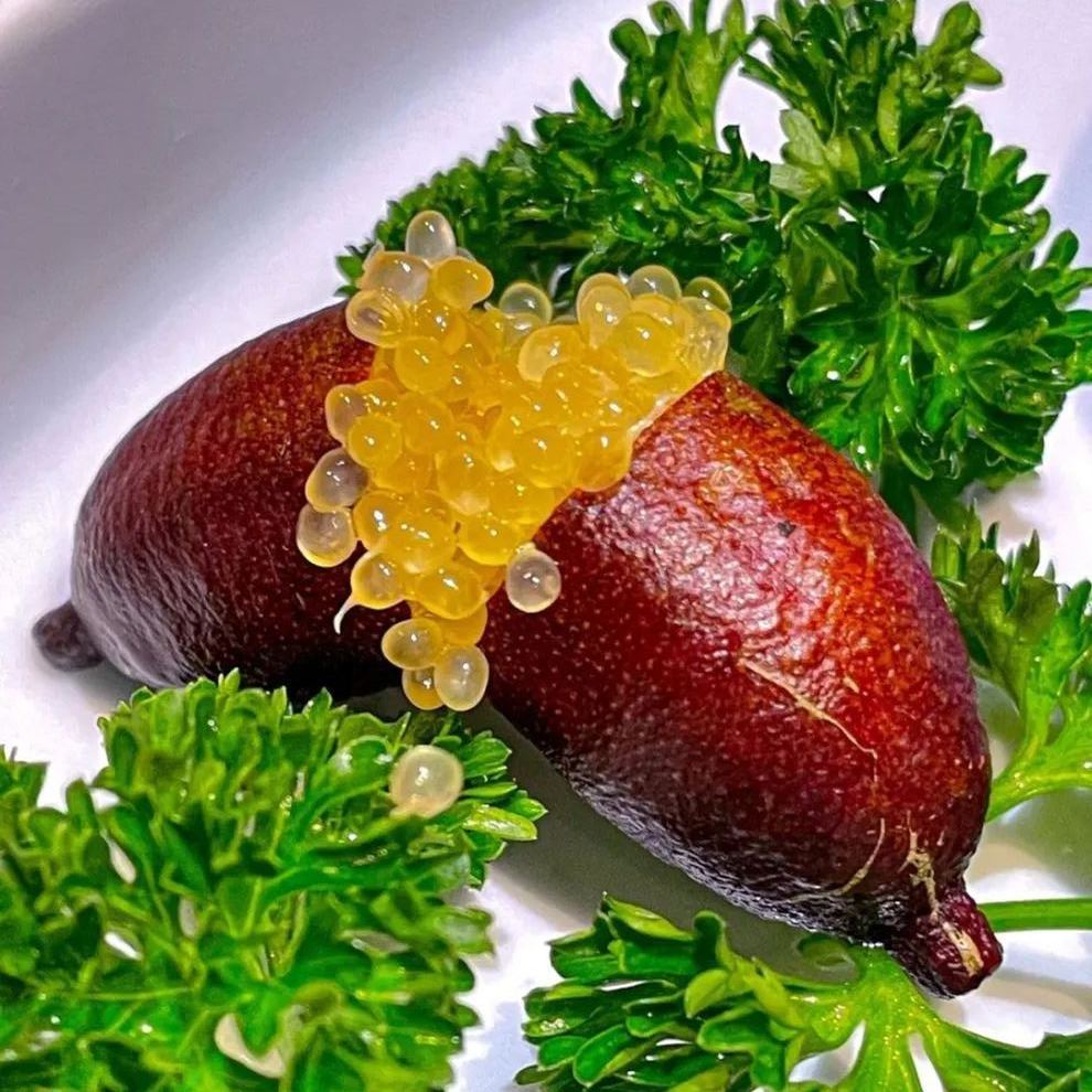 50% off 🍋Lemon Caviar! 🪴Finger Lemon Seeds