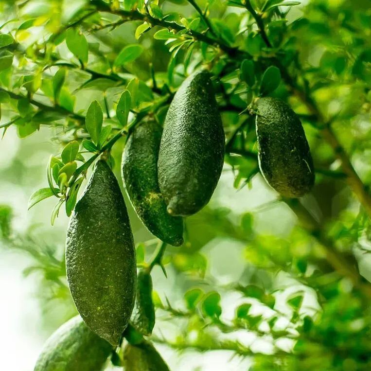 50% off 🍋Lemon Caviar! 🪴Finger Lemon Seeds