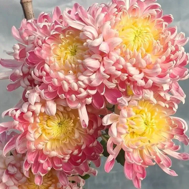 🌸 Große doppelblättrige Chrysanthemen - 50%+ Rabatt auf Premium-Samen 🎉💰