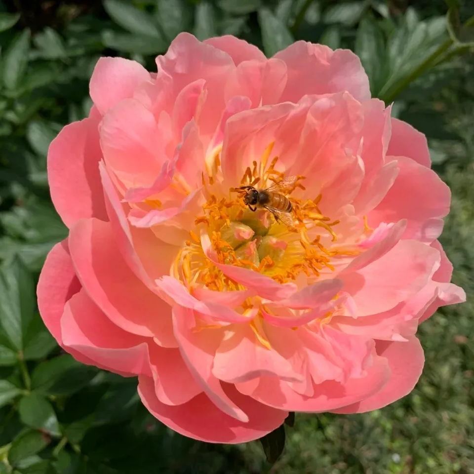 Double Peony Flower Seeds