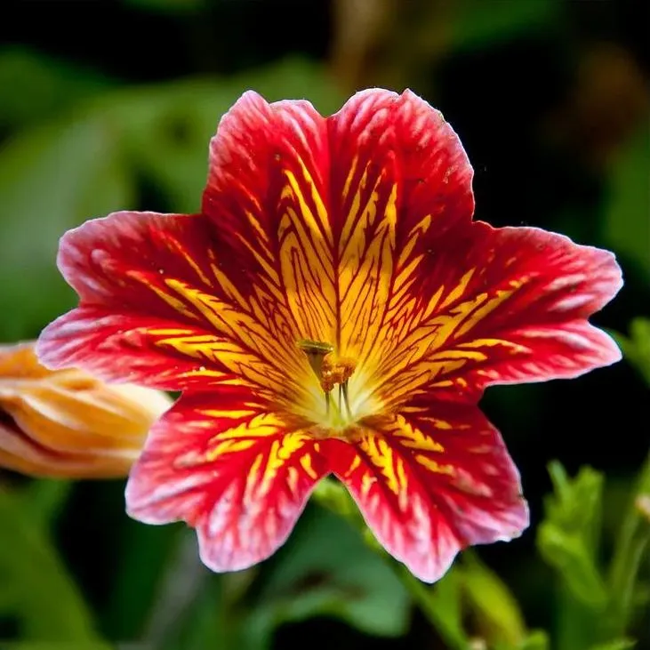 🦋Chilenische Prunkwindensamen-🌈Erstellen Sie Ihren eigenen farbenfrohen Garten