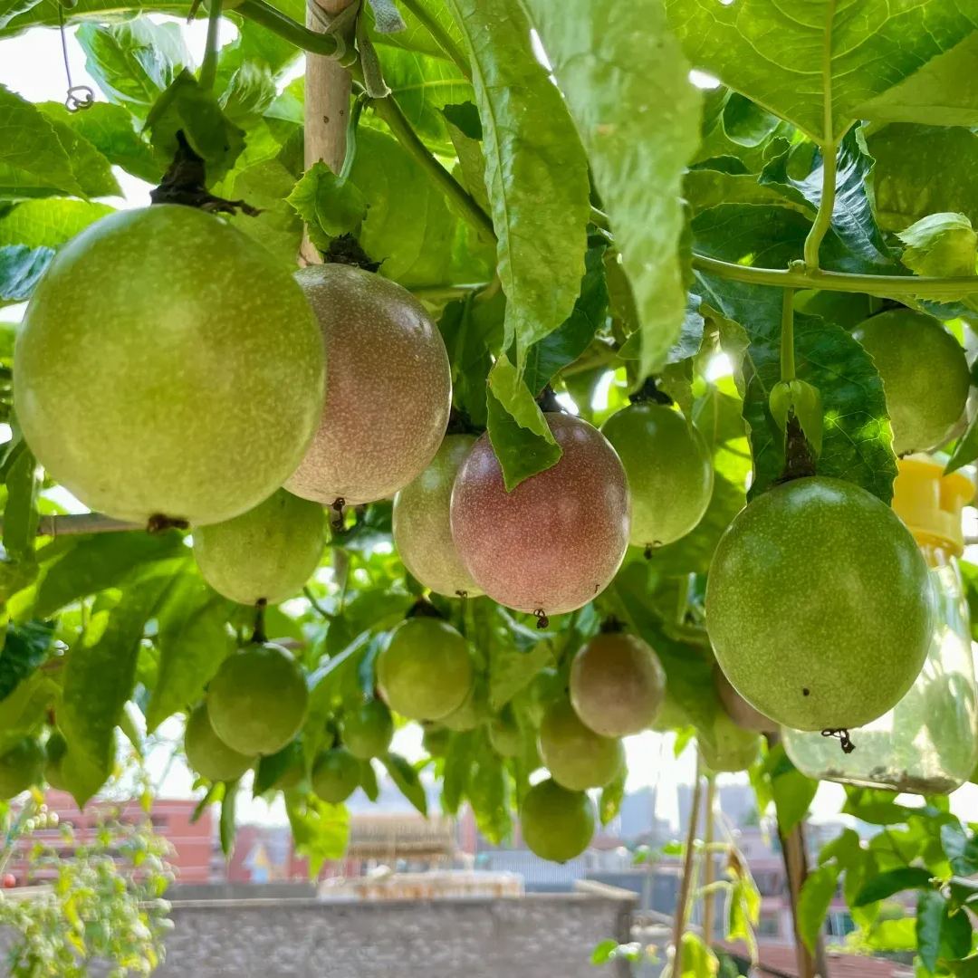 Passion Fruit Seeds