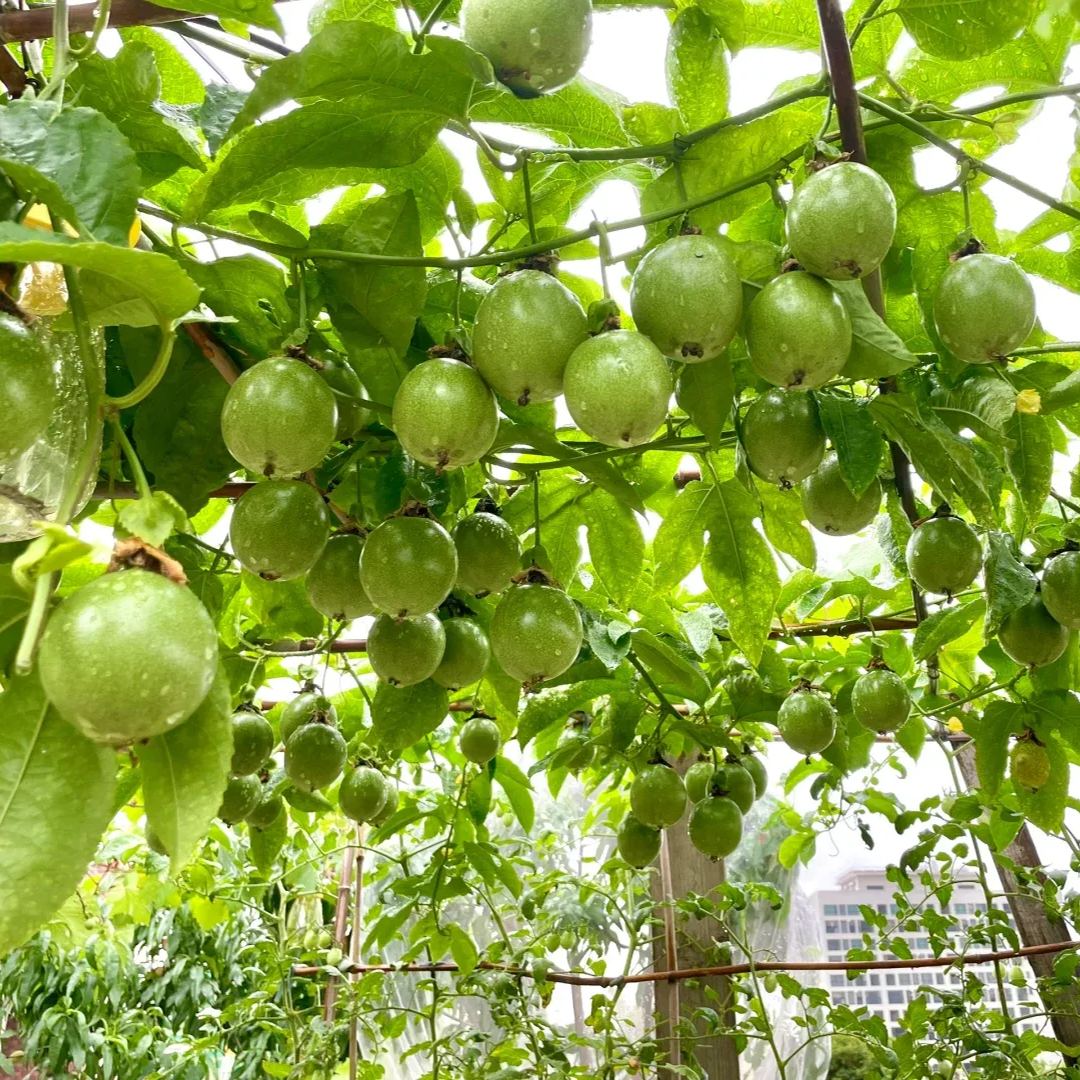 Passion Fruit Seeds