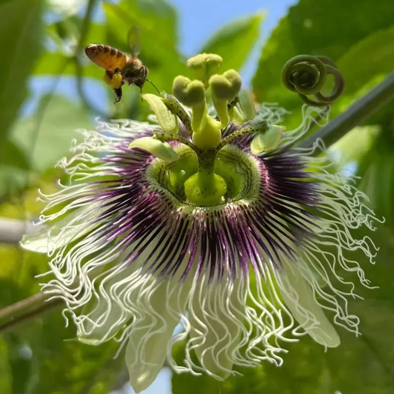 Passion Fruit Seeds