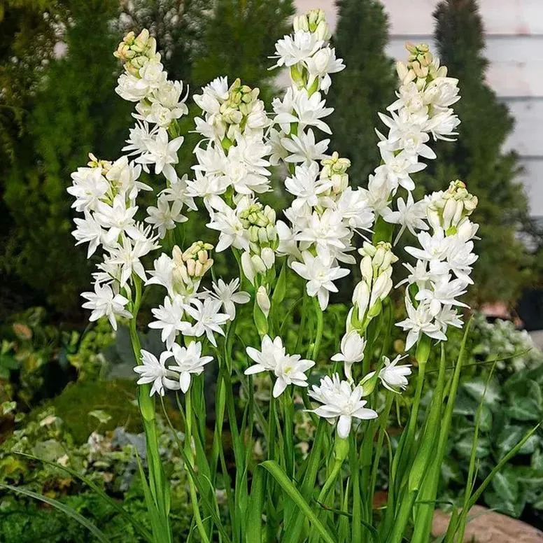 🔥【Zeitlich begrenzter Verkauf】TUBEROSE🌸Samenfest! Genießen Sie💥70 % Rabatt auf den Superrabatt