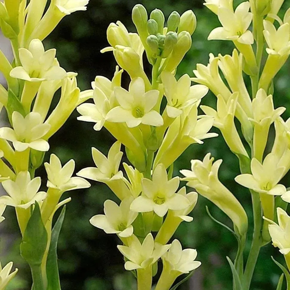 🔥【Zeitlich begrenzter Verkauf】TUBEROSE🌸Samenfest! Genießen Sie💥70 % Rabatt auf den Superrabatt