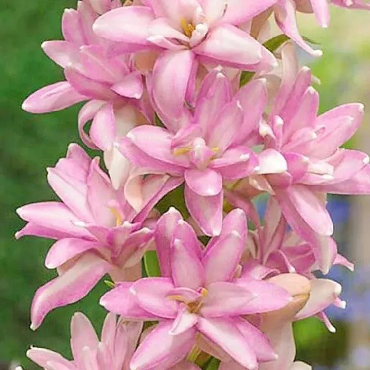 🔥【Zeitlich begrenzter Verkauf】TUBEROSE🌸Samenfest! Genießen Sie💥70 % Rabatt auf den Superrabatt