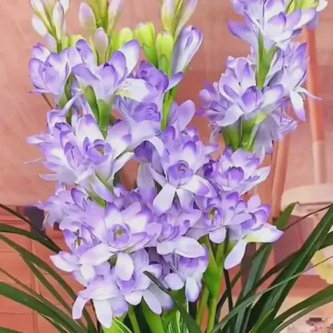 🔥【Zeitlich begrenzter Verkauf】TUBEROSE🌸Samenfest! Genießen Sie💥70 % Rabatt auf den Superrabatt