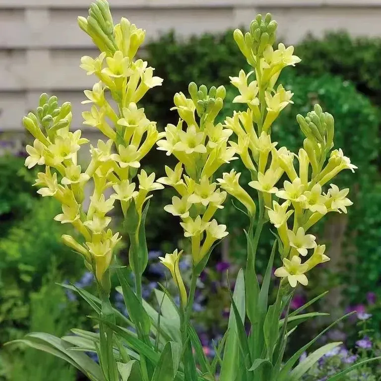 🔥【Zeitlich begrenzter Verkauf】TUBEROSE🌸Samenfest! Genießen Sie💥70 % Rabatt auf den Superrabatt