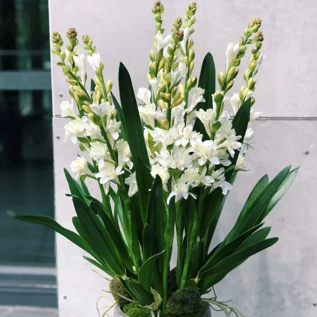 🔥【Zeitlich begrenzter Verkauf】TUBEROSE🌸Samenfest! Genießen Sie💥70 % Rabatt auf den Superrabatt