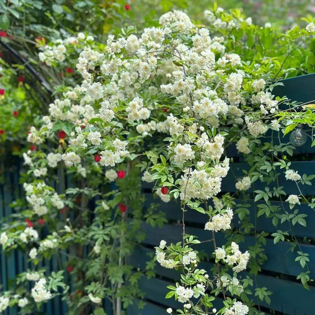 🌸✨ 70 % Rabatt für begrenzte Zeit ✨🌸 Premium Lady Banks‘ Rosensamen 🌹