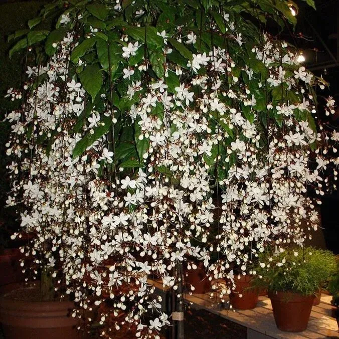 🔥 Must-Have für den Garten 2024 🌾 Mehrjähriger Trauerjasmin Samen