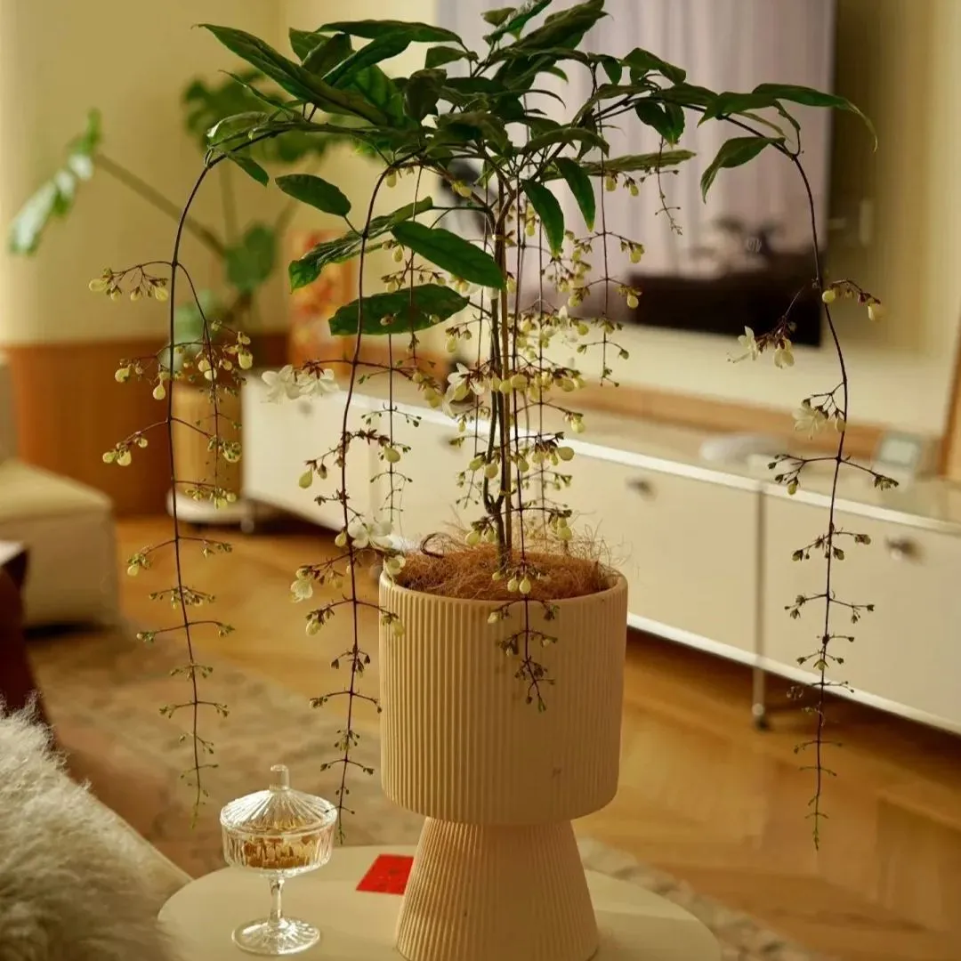 🔥 Must-Have für den Garten 2024 🌾 Mehrjähriger Trauerjasmin Samen