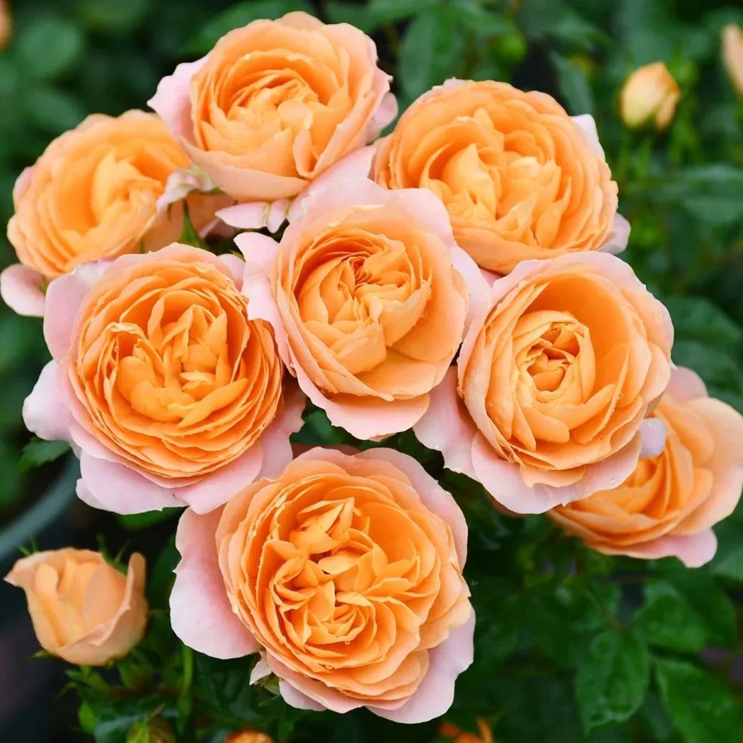 Juice Series Roses Seeds
