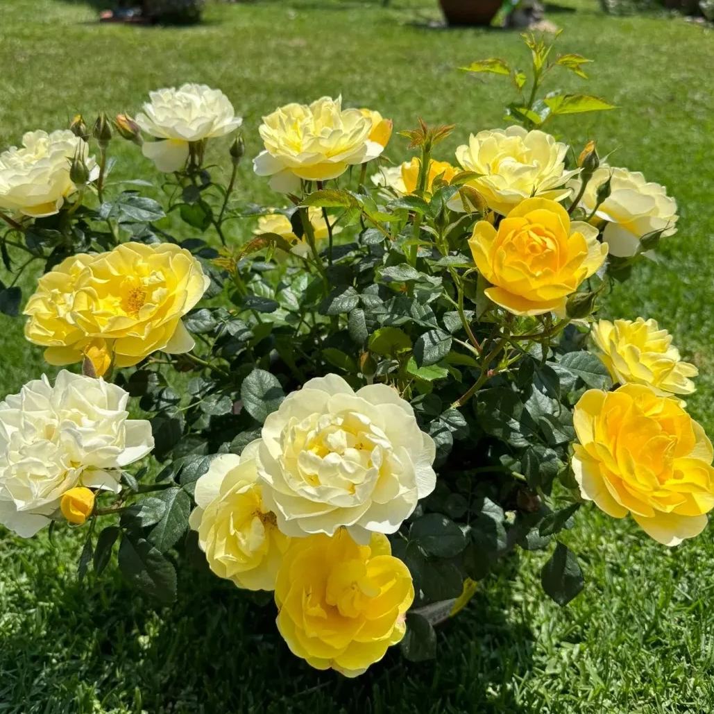 Juice Series Roses Seeds