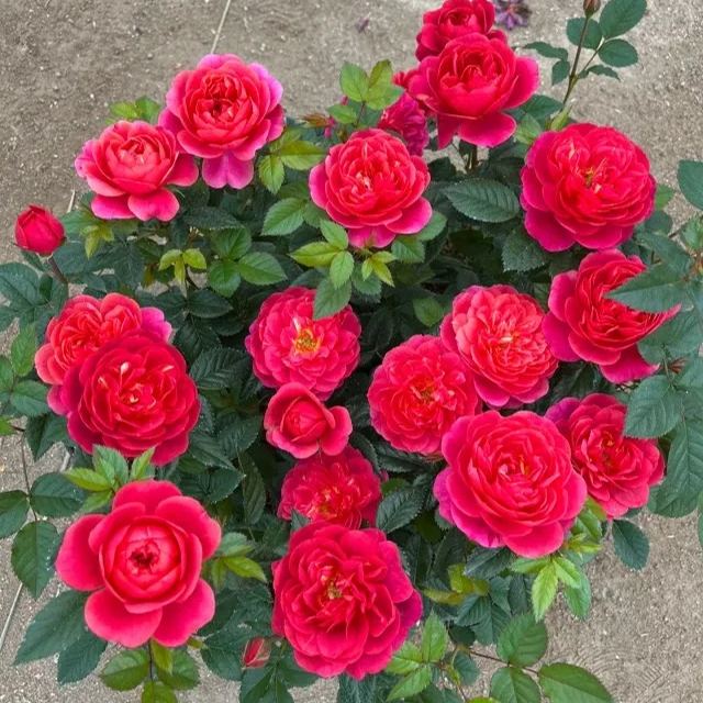 Juice Series Roses Seeds