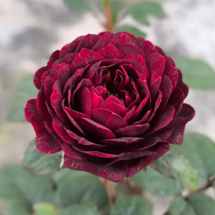 Juice Series Roses Seeds