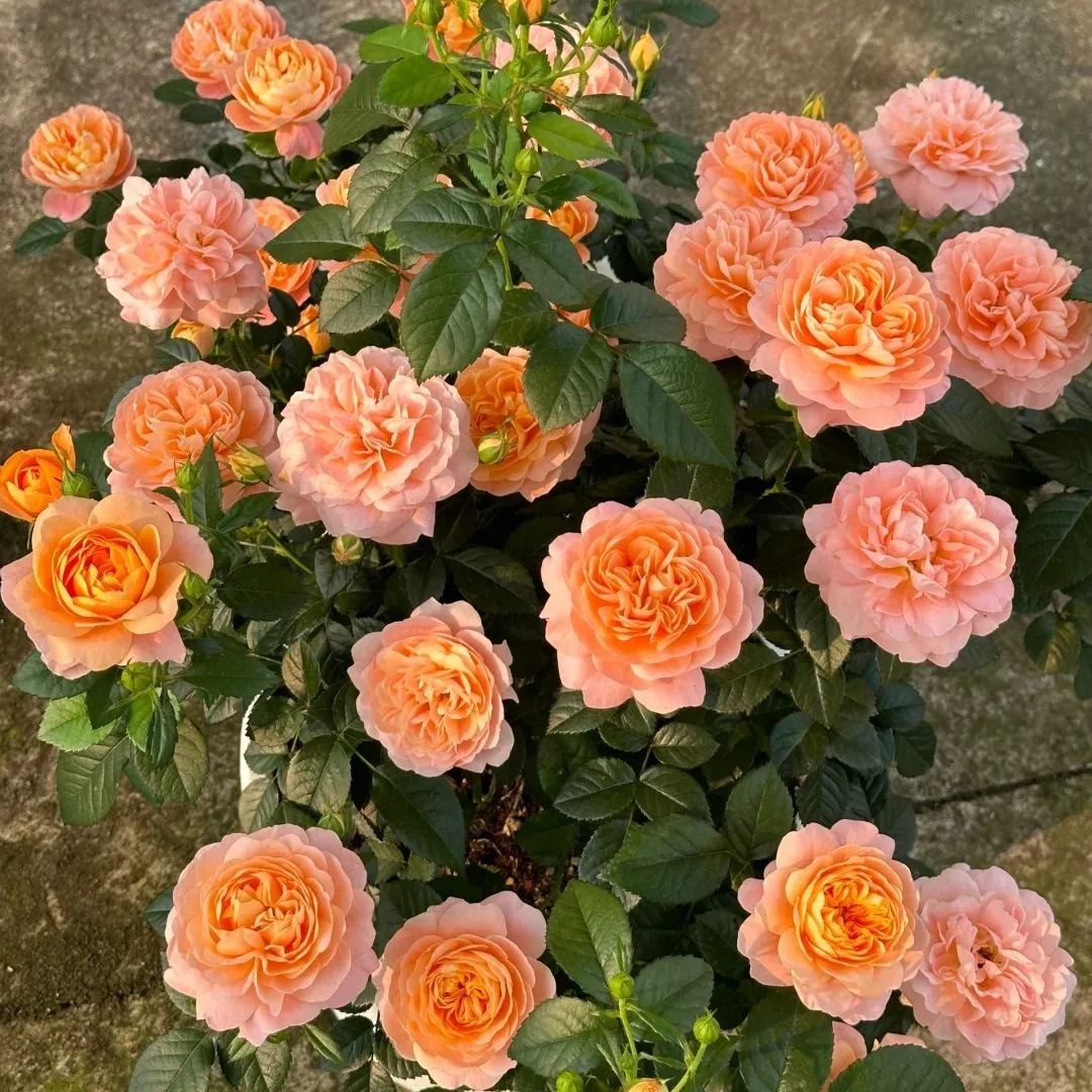 Rare Rose Juice Series Roses Seeds