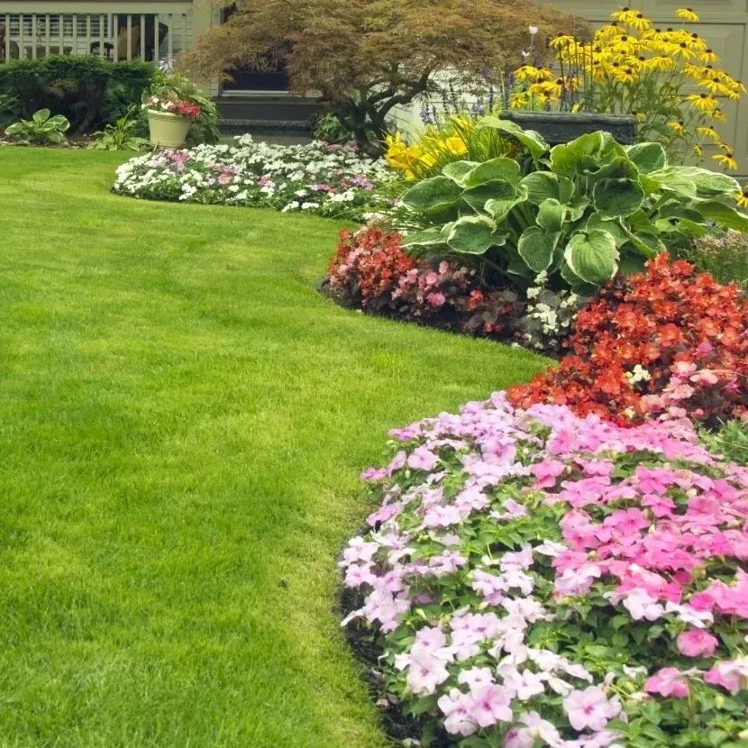 🌱 Immergrüne Grassamen für Golfrasen | Bodendeckerpflanze für Haus, Garten und Innenhof zum Selbermachen
