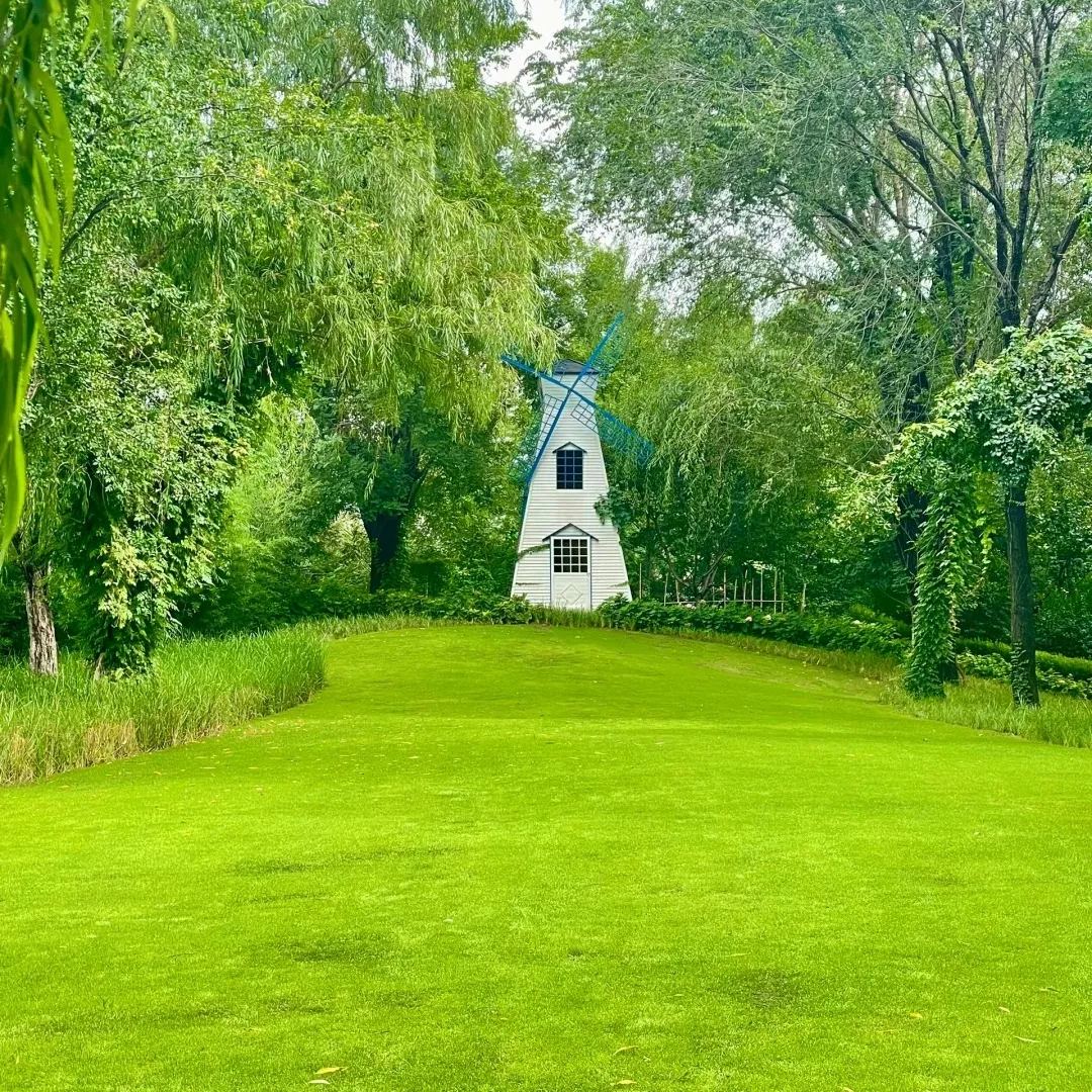 🌱 Immergrüne Grassamen für Golfrasen | Bodendeckerpflanze für Haus, Garten und Innenhof zum Selbermachen