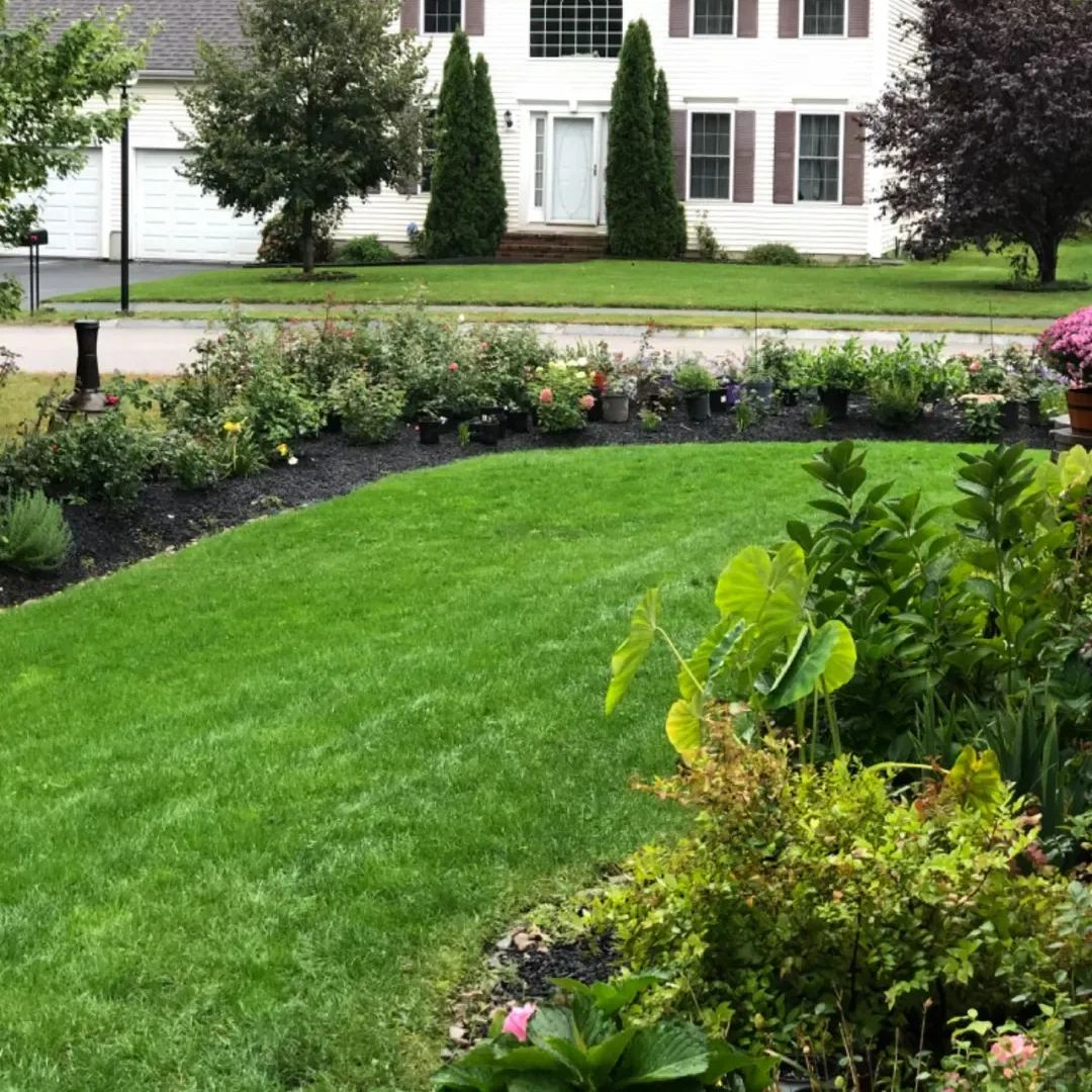 🌱 Immergrüne Grassamen für Golfrasen | Bodendeckerpflanze für Haus, Garten und Innenhof zum Selbermachen