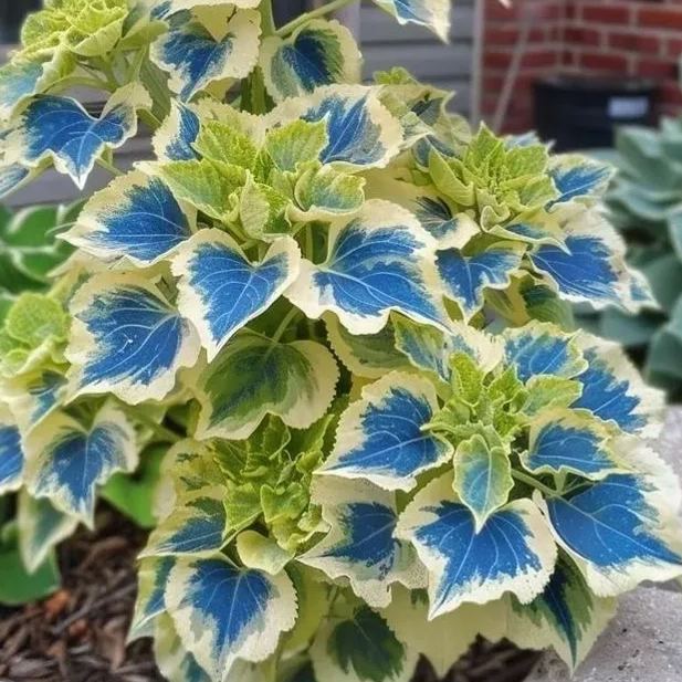 Rare Coleus Seeds
