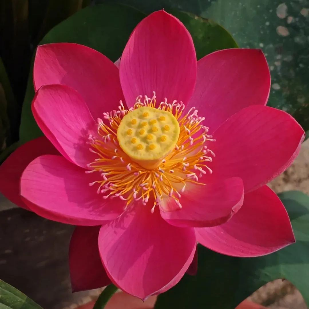 【🌸7 TAGE KEIMUNG🌸】LETZTER TAG SALE - 50% RABATT💐DIE HEILIGE BONSAI-SCHALE LOTUSBLÜTE