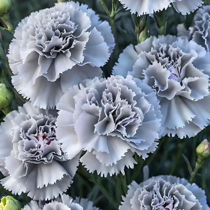 🌸Colorful Carnations Flower Seeds for Planting Perennial