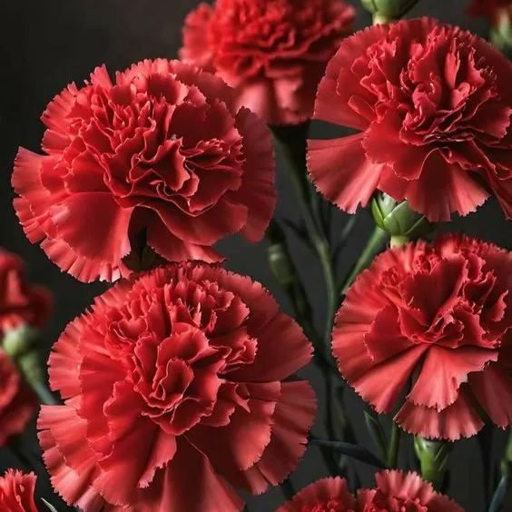 🌸Colorful Carnations Flower Seeds for Planting Perennial
