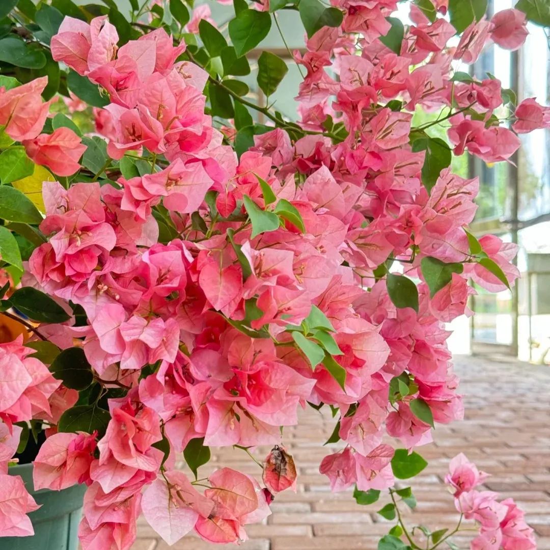 Mixed Colors Bougainvillea Seeds Perennial Ornamental