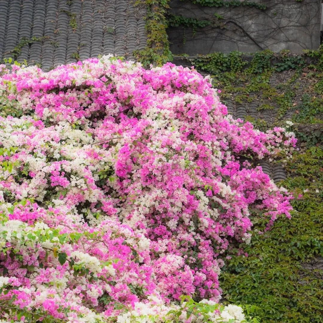 Mixed Colors Bougainvillea Seeds Perennial Ornamental